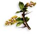 Barberry, Bark of Root, 60 Vcaps� - 350mg (Berberis vulgaris)