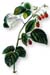 Fu-P'en-Tzu, Cut, 16oz. (Rubus idaeus)