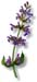 Sage Leaves, Garden, Cut, 16oz (Salvia officinalis)