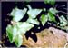 Sarsaparilla Root, Mexican, Cut, 1oz (Smilax officinalis)