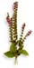 Scullcap Herb, Cut, 16oz. (Scutellaria lateriflora)