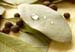 Bay Leaves, Whole, 1oz.