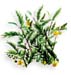 Senna Pods, 60 Vcaps� - 550mg (Cassia angustifolia)