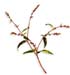 Water Grass, Cut, 16oz. (Polygonum punctatum)