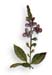 Fluellin Herb, Cut, 16oz.