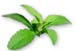 Stevia Herb, Cut, 4oz. (Stevia rebaudiana)