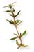 Savory Herb, Cut, 16oz.