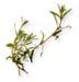 Tarragon Herb, Cut, 16oz.