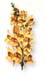Toad Flax Herb, Cut, 16oz.