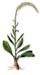 Unicorn Root, False, Cut, 16oz (Helonias dioica)