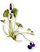 Blue Violet Leaves, 60 Vcaps� - 525mg