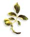 Walnut Leaves, Black, 60 Vcaps� - 550mg