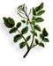 Water Cress Herb, 60 Vcaps� - 500mg