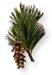 White Pine Bark, 60 Vcaps� - 300mg (Pinus strobus)
