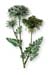 Wild Carrot Herb, Cut, 16oz.