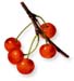 Wild Cherry Bark,  60 Vcaps� - 575mg (Prunus serotina)