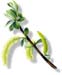 White Willow Bark, Cut, 16oz. (Salix alba)