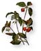 Teaberry Leaves, Cut, 16oz.