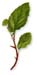 Witch Hazel Leaves, 60 Vcaps� - 475mg (Hamamelis virginiana)