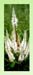 Black Root, Cut, 4oz (Leptandra virginica)