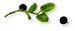 Whortleberry Leaves, Cut, 16oz (Vaccinium myrtillus)