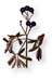 Blue Cohosh Root, 60 Vcaps� - 650mg (Caulophyllum thalictroides)