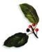 Tag Alder Bark, Cut, 16oz (Alnus serrulata)