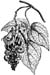 Calabar Beans, Whole, 16oz.