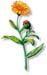 Calendula Flowers, 60 Vcaps� - 550mg (Calendula officinalis)