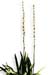 Unicorn Root, True, Cut, 16oz. (Aletris farinosa)