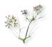 Caraway Seed, Common, Whole,1oz.