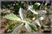 Cascara Sagrada Bark, Cut, 1oz (Rhamnus purshiana)