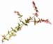 Catnip Herb, Cut, 16oz (Nepeta cataria)