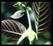 Cat's Claw Bark, Cut, 16oz (Uncaria tomentosa)