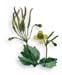 Celandine Herb, 60 Vcaps� - 450mg