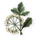 Celery Seed, Powder, 16oz (Apium graveolens)