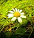 Camomile Flowers, Powder, 16oz. (Matricaria chamomilla)
