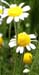 Camomile, Roman, Powder, 16oz (Anthemis nobilis)