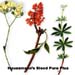 Haussmann's Blood Pure Plus Formula #2, 4 oz (Nature's Wonderland)