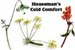 Haussmann's Cold Comfort Formula #10, 4 oz (Nature's Wonderland)