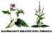 Haussmann's Breathe Well  #11, 4 oz (Nature's Wonderland)