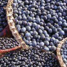 Acai Berries