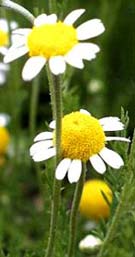 Chamomile